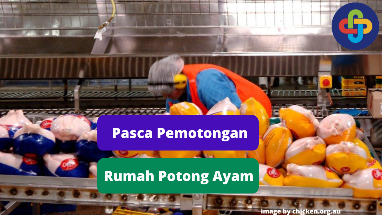 Berikut 6 Tahapan Pasca Pemotongan Daging Ayam di Rumah Potong Ayam